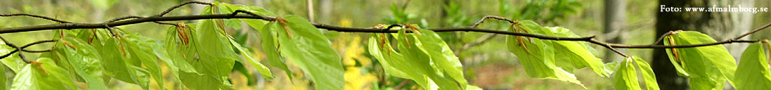Bokskog - i centrala Höör