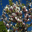CSR - företaget och samhället blomstrar