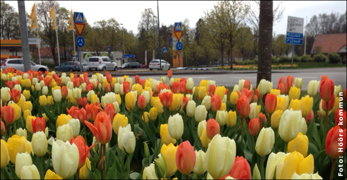 Tulpaner, längs med de stora vägarna i Höör. Dessa blommor betyder mycket för turisters intryck av Höör.