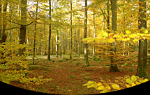 Skog, med höstfärger, norr om Höör